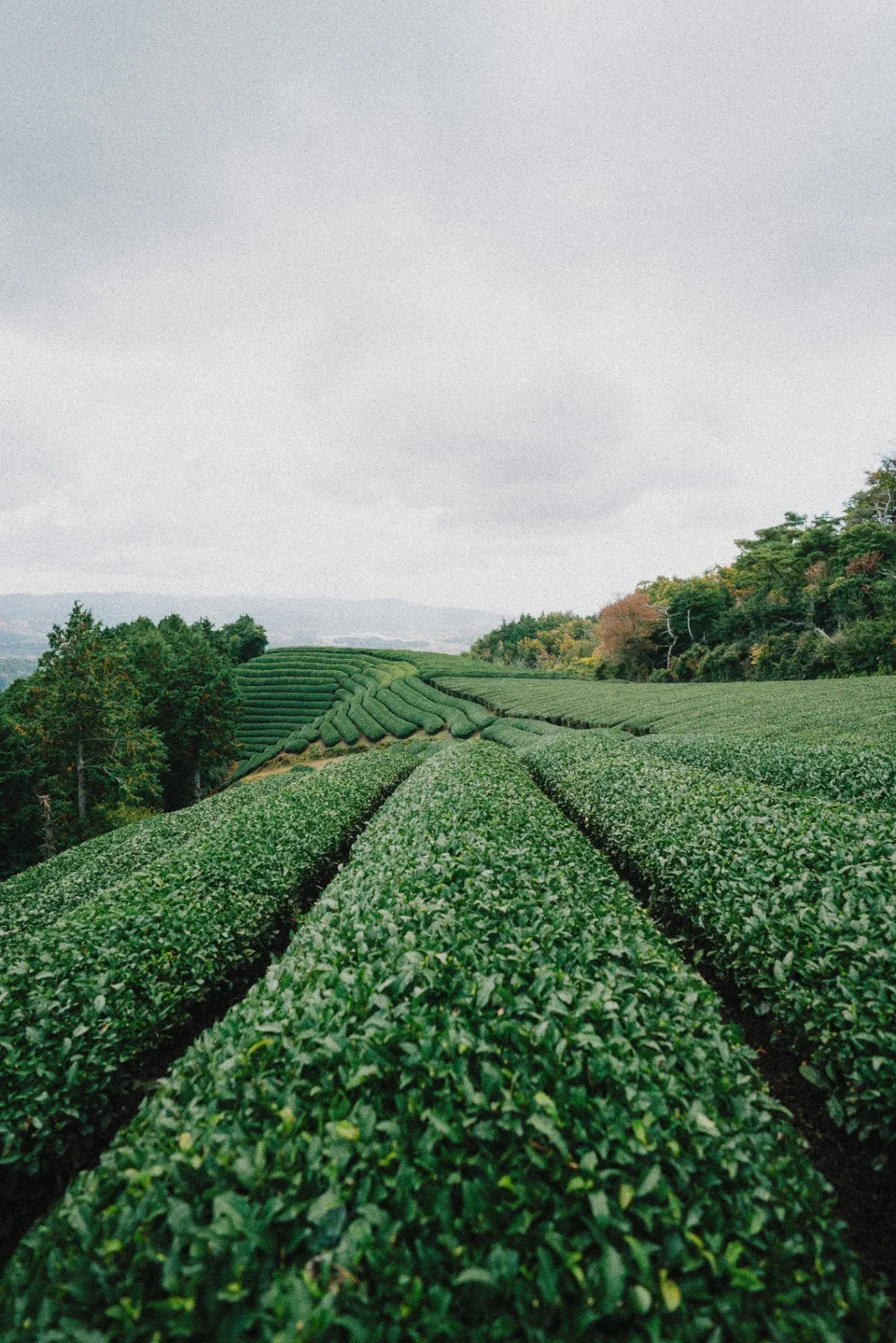 Japanese tea plantation landscape