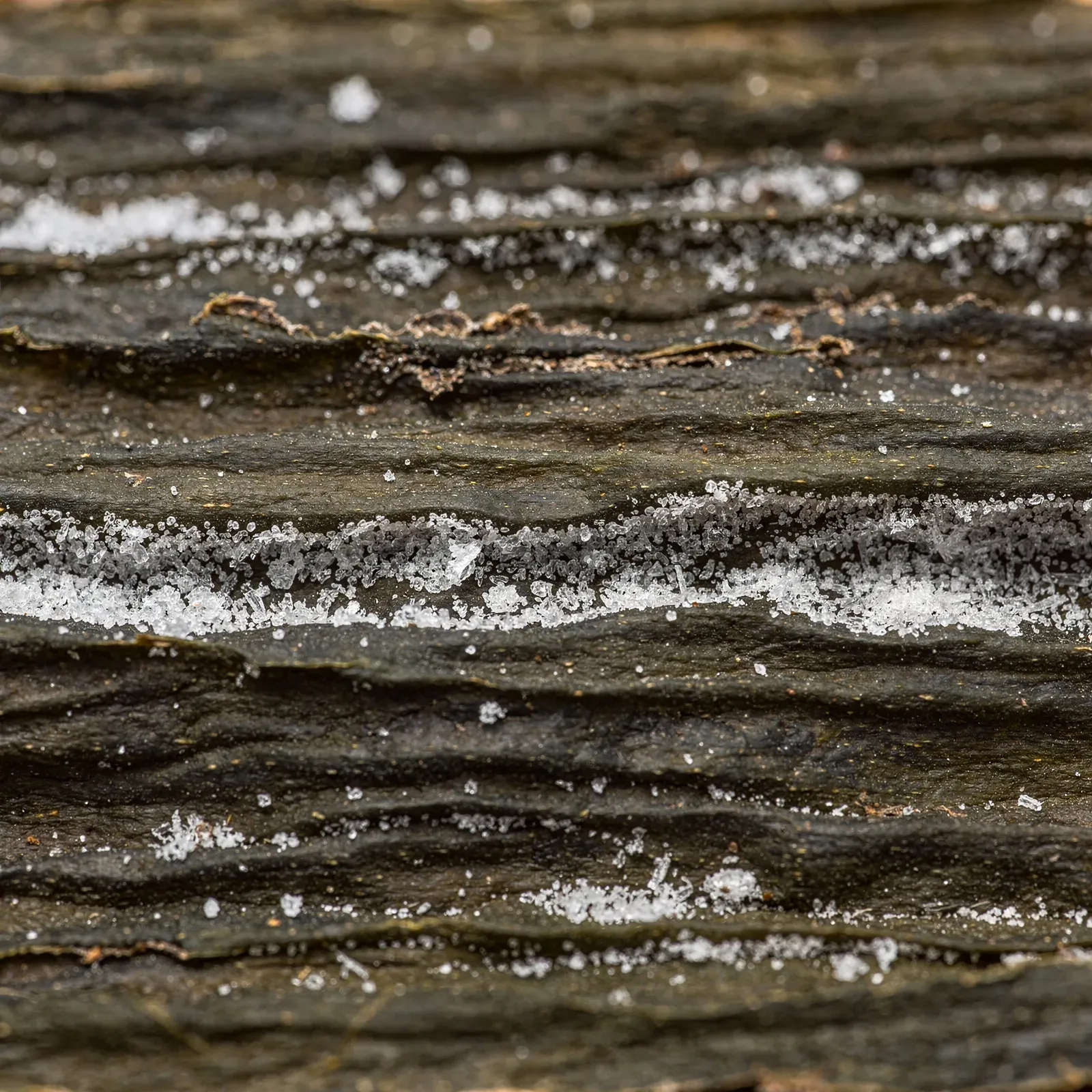 Close-up of the white mannitol bloom on dried kombu, umami in crystal form