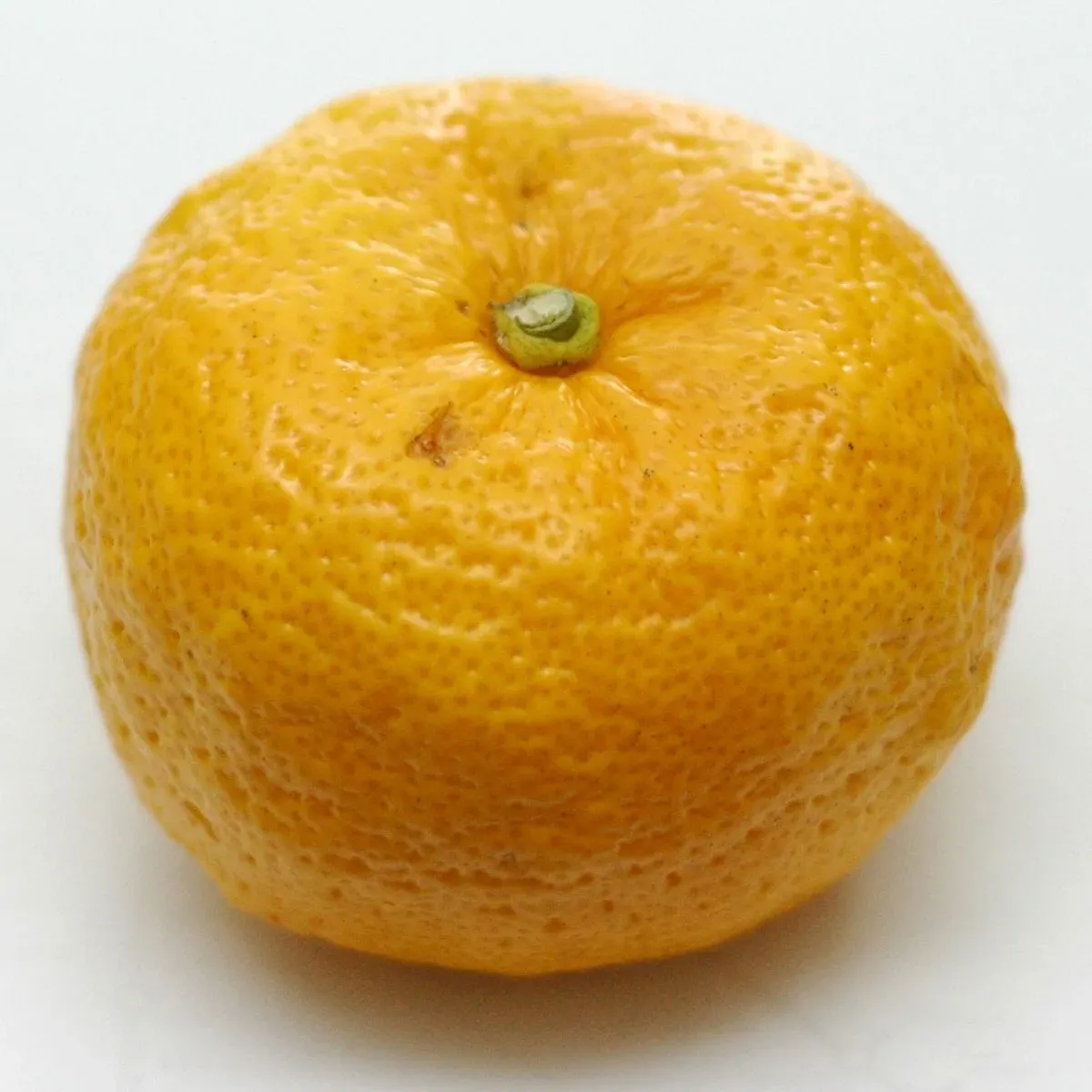 En mogen gul yuzu med knölig, tjock skalyta